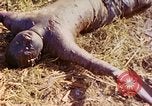 Image of dead soldiers Eniwetok Atoll Marshall Islands, 1944, second 17 stock footage video 65675077522