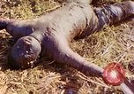 Image of dead soldiers Eniwetok Atoll Marshall Islands, 1944, second 18 stock footage video 65675077522