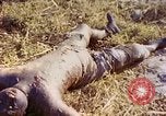 Image of dead soldiers Eniwetok Atoll Marshall Islands, 1944, second 19 stock footage video 65675077522