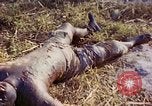 Image of dead soldiers Eniwetok Atoll Marshall Islands, 1944, second 20 stock footage video 65675077522