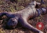 Image of dead soldiers Eniwetok Atoll Marshall Islands, 1944, second 21 stock footage video 65675077522