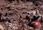Image of dead soldiers Eniwetok Atoll Marshall Islands, 1944, second 22 stock footage video 65675077522