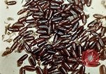Image of Dichloro-Diphenyl-Trichloroethane United States USA, 1944, second 40 stock footage video 65675077528