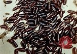 Image of Dichloro-Diphenyl-Trichloroethane United States USA, 1944, second 43 stock footage video 65675077528