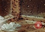 Image of Dichloro-Diphenyl-Trichloroethane United States USA, 1944, second 48 stock footage video 65675077528