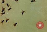 Image of Dichloro-Diphenyl-Trichloroethane United States USA, 1944, second 53 stock footage video 65675077528
