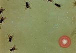 Image of Dichloro-Diphenyl-Trichloroethane United States USA, 1944, second 54 stock footage video 65675077528