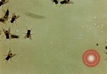 Image of Dichloro-Diphenyl-Trichloroethane United States USA, 1944, second 55 stock footage video 65675077528