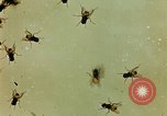 Image of Dichloro-Diphenyl-Trichloroethane United States USA, 1944, second 56 stock footage video 65675077528