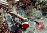 Image of Dichloro-Diphenyl-Trichloroethane United States USA, 1944, second 24 stock footage video 65675077533