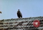 Immagine di Controllo di Peste Nord Africa, 1945, secondo 26 filmato di repertorio 65675077551