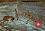 Immagine di Controllo di Peste Nord Africa, 1945, secondo 49 filmato di repertorio 65675077551