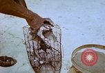 Standbild Pest Control Nordafrika, 1945, aus Sekunde 50 historischem Filmmaterial Videoclip 65675077553