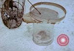 Standbild Pest Control Nordafrika, 1945, aus Sekunde 61 historischem Filmmaterial Videoclip 65675077553