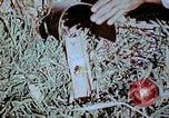 Standbild Pestkontrolle in Nordafrika Nordafrika, 1945, aus Sekunde 53 historischem Filmmaterial Videoclip 65675077554