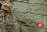 Image of malaria Pacific Theater, 1944, second 35 stock footage video 65675077564
