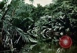 Image of malaria Pacific Theater, 1944, second 53 stock footage video 65675077564