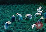 Image of Chinese woman Taiwan, 1961, second 13 stock footage video 65675077586