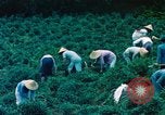 Image of Chinese woman Taiwan, 1961, second 14 stock footage video 65675077586