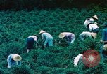 Image of Chinese woman Taiwan, 1961, second 15 stock footage video 65675077586