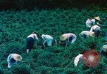 Image of Chinese woman Taiwan, 1961, second 16 stock footage video 65675077586