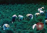 Image of Chinese woman Taiwan, 1961, second 17 stock footage video 65675077586