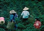 Image of Chinese woman Taiwan, 1961, second 20 stock footage video 65675077586