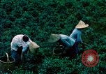 Image of Chinese woman Taiwan, 1961, second 25 stock footage video 65675077586