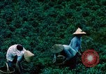 Image of Chinese woman Taiwan, 1961, second 26 stock footage video 65675077586