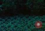 Image of Chinese woman Taiwan, 1961, second 40 stock footage video 65675077586