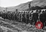 Image of United States Marines Australia, 1945, second 22 stock footage video 65675077693