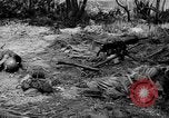 Immagine di Prigionieri giapponese Isole Salomone, 1945, secondo 9 filmato di repertorio 65675077697