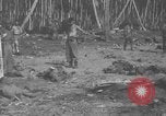 Immagine di Prigionieri giapponese Isole Salomone, 1945, secondo 13 filmato di repertorio 65675077697