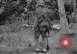 Image fusil japonais Îles Salomon, 1945, de la seconde 5 séquences d'archives historiques vidéo 65675077700