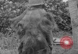 Image fusil japonais Îles Salomon, 1945, de la seconde 6 séquences d'archives historiques vidéo 65675077700