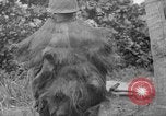 Image fusil japonais Îles Salomon, 1945, de la seconde 8 séquences d'archives historiques vidéo 65675077700