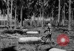 Image of P-40 aircraft Solomon Islands, 1945, second 41 stock footage video 65675077703