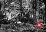 Image of United States Marines Solomon Islands, 1945, second 40 stock footage video 65675077704