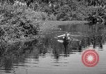 Image of United States Marines Solomon Islands, 1945, second 11 stock footage video 65675077705