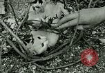 Image chaton Berchtesgaden Allemagne, 1940, de la seconde 52 séquences d'archives historiques vidéo 65675077762