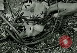 Image chaton Berchtesgaden Allemagne, 1940, de la seconde 53 séquences d'archives historiques vidéo 65675077762