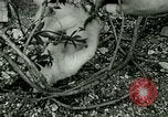 Image chaton Berchtesgaden Allemagne, 1940, de la seconde 54 séquences d'archives historiques vidéo 65675077762