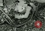 Image chaton Berchtesgaden Allemagne, 1940, de la seconde 55 séquences d'archives historiques vidéo 65675077762