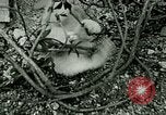 Image chaton Berchtesgaden Allemagne, 1940, de la seconde 56 séquences d'archives historiques vidéo 65675077762
