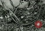 Image chaton Berchtesgaden Allemagne, 1940, de la seconde 58 séquences d'archives historiques vidéo 65675077762