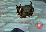 Image of Eva Braun Berchtesgaden Germany, 1940, second 6 stock footage video 65675077767