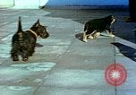 Image of Eva Braun Berchtesgaden Germany, 1940, second 7 stock footage video 65675077767