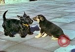 Image of Eva Braun Berchtesgaden Germany, 1940, second 17 stock footage video 65675077767