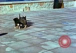 Image of Eva Braun Berchtesgaden Germany, 1940, second 23 stock footage video 65675077767