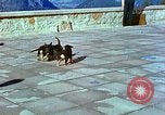 Image of Eva Braun Berchtesgaden Germany, 1940, second 24 stock footage video 65675077767